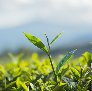 全球茶品專業供應商